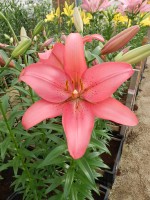 [4029 Manado No02.JPG]